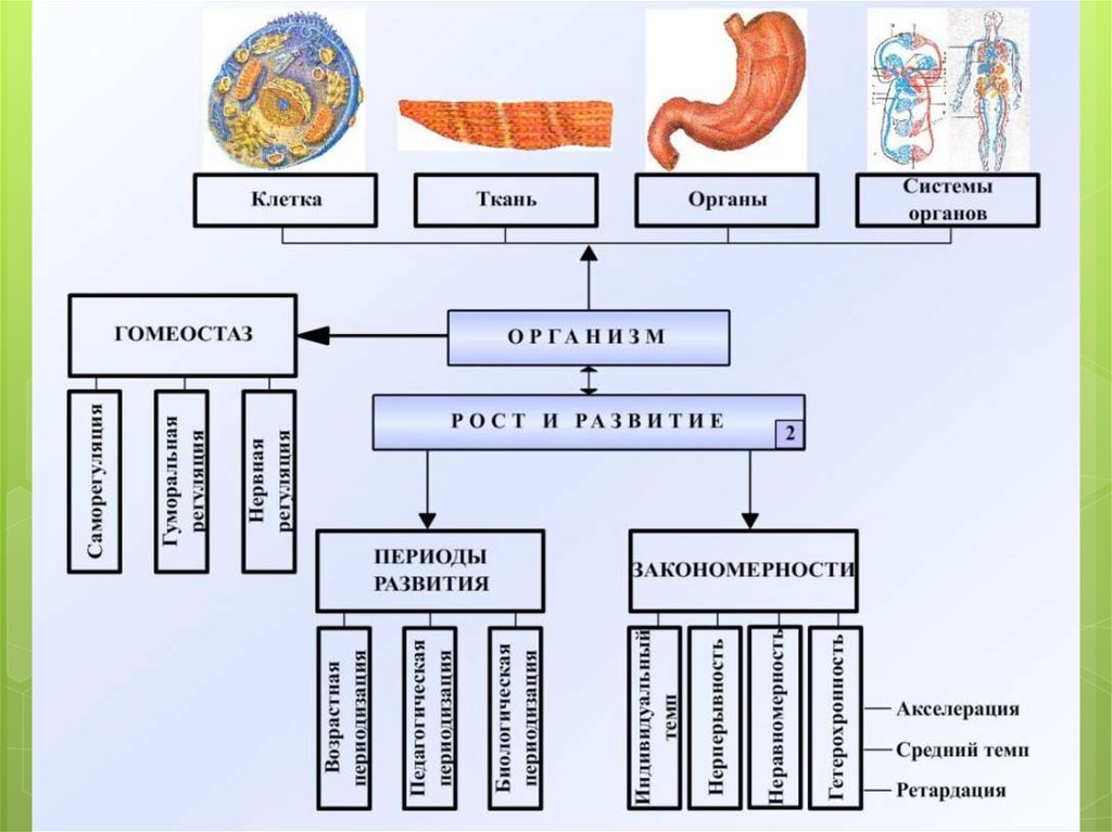 Рост развития периоды. Общие закономерности роста и развития организма. Основные закономерности роста и развития детей и подростков. Основные закономерности роста и развития детского организма. Основные закономерности роста и развития человека.