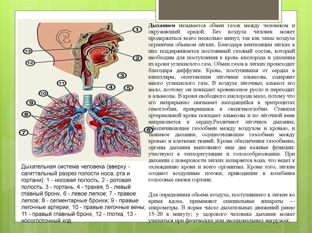 При сокращении какой структуры происходит вдох. Дыхательная система человека газообмен. Газообмен между легкими и окружающей средой. Дыхательная система человека анатомия и физиология. Поступление воздуха в легкие.