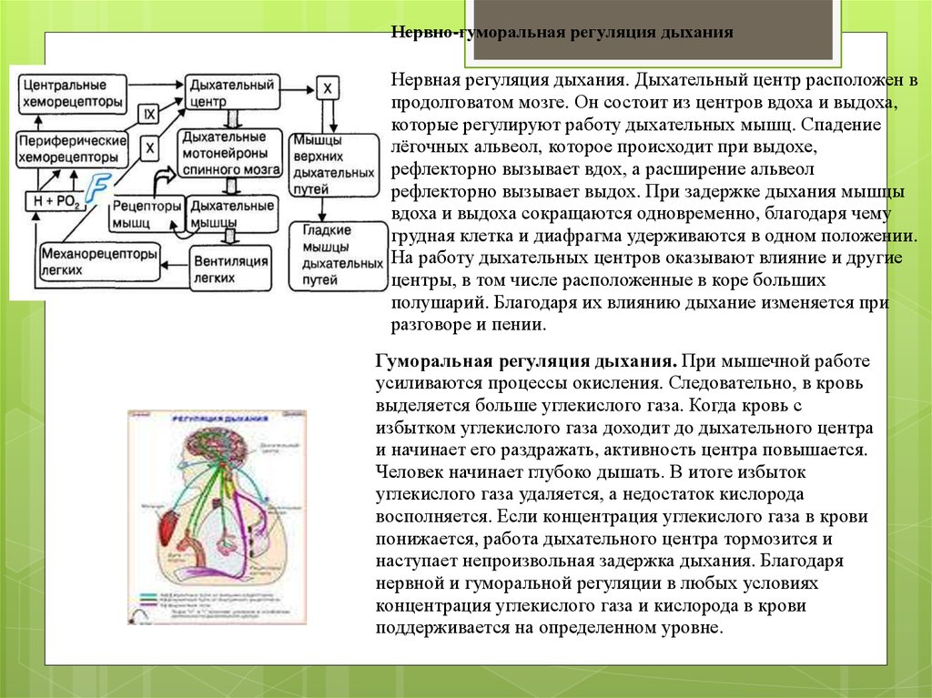 Как осуществляется регуляция дыхания