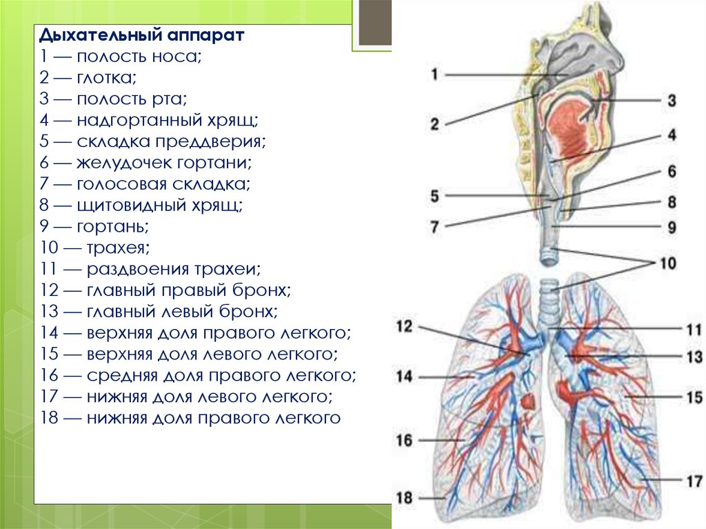 Респираторный бронх. Строение дыхательной системы. Строение дыхательного аппарата человека.