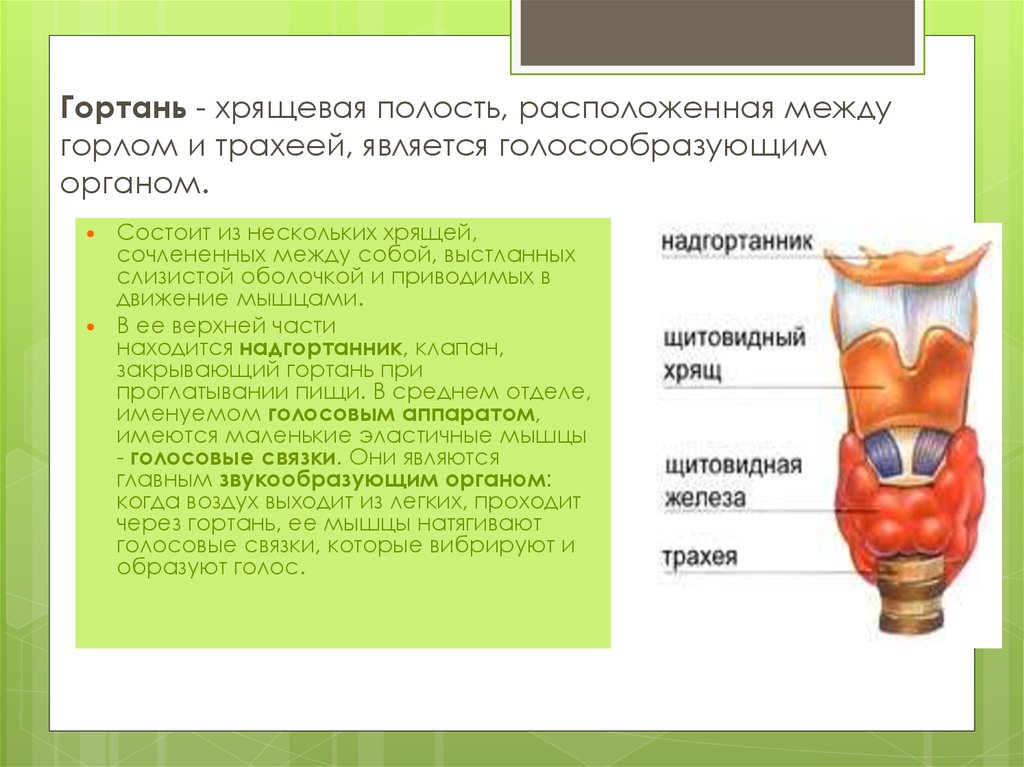 Функции надгортанного хряща в организме человека. Строение гортани. Хрящи и мышцы гортани. Функции гортани. Между гортанью и трахеей.