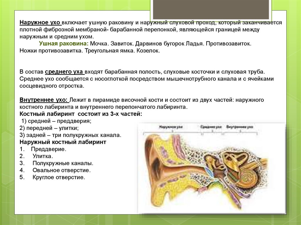 Части уха наружное среднее внутреннее. Наружное ухо ушная раковина слуховой проход барабанная перепонка. Наружное ухо (ушная раковина, наружный слуховой проход). Ушная раковина наружный слуховой проход барабанная перепонка. Наружное ухо включает ушную раковину и наружный слуховой проход.