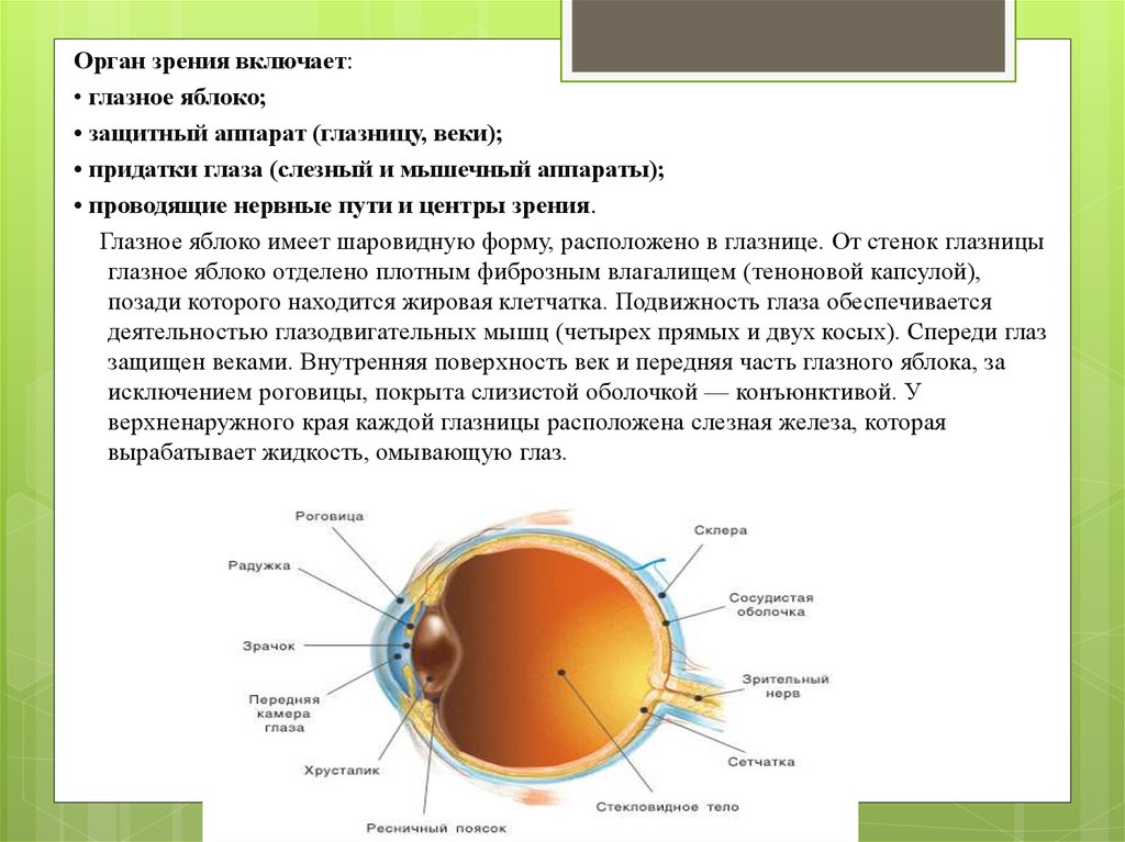 Анатомия физиология патология органов зрения. Орган зрения включает. Орган зрения глазное яблоко. Анатомия и физиология органа зрения. Придатки глазного яблока.