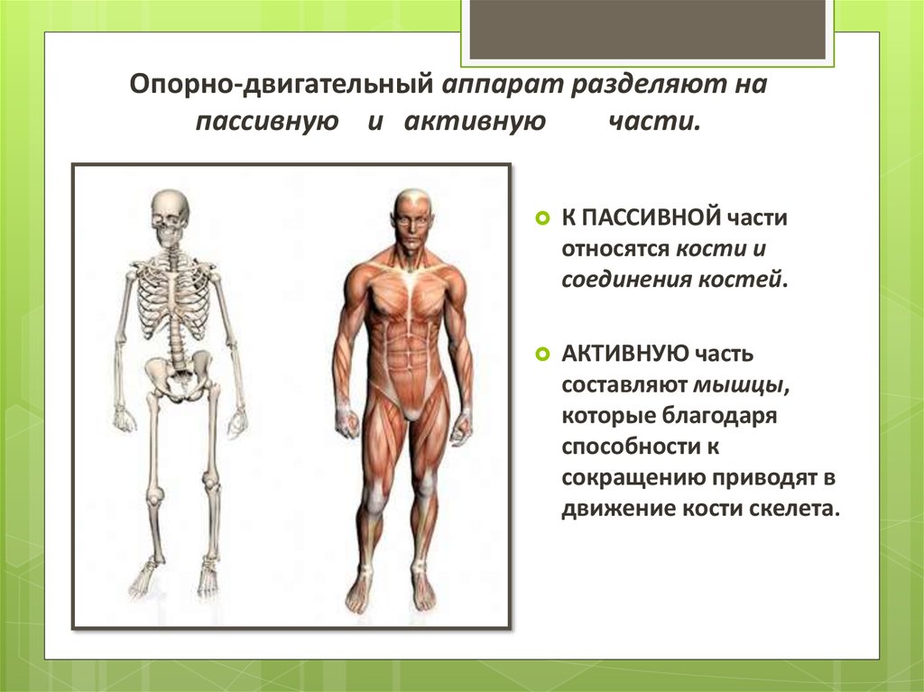 Анатомия и физиология мужчины