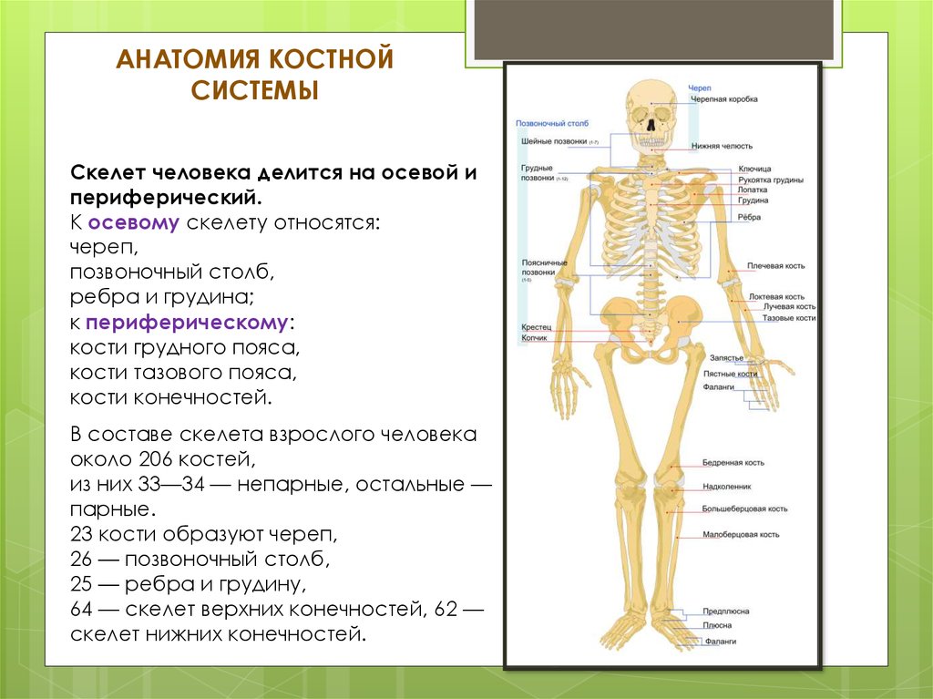 Костная система выполняет в организме функцию. Костная система человека схема. Анатомия костной системы. Осевой скелет человека анатомия. Система костей человека скелет.