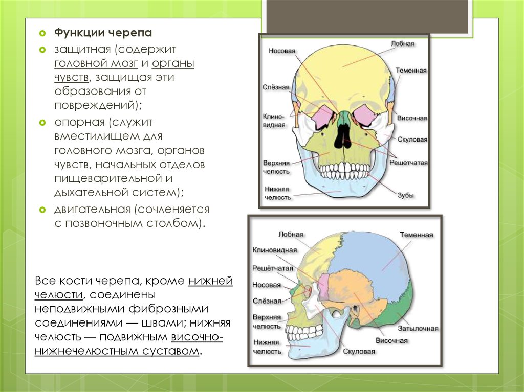 Мозговая лицевая часть черепа. Функции мозгового и лицевого отделов черепа. Строение черепа и функции мозговой лицевой отдел. Функции лицевого отдела черепа человека. Функции костей черепа.