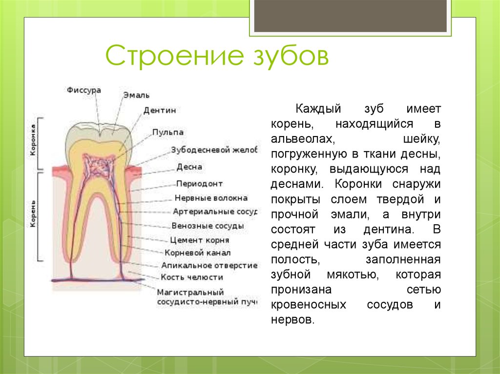 Зубы человека выполняют функцию. Строение зубной системы и зубов 8 класс биология человека. Строение зуба 8 класс. Строение зуба биология 8 класс драгомилов. Схема анатомического строения зуба.