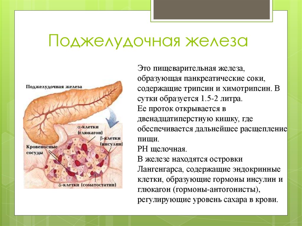 Легкие и поджелудочная железа. Поджелудочная железа строение и функции кратко. Поджелудочная железа анатомия функции. Функции поджелудочной железы кратко. Строение поджелудочной железы кратко.