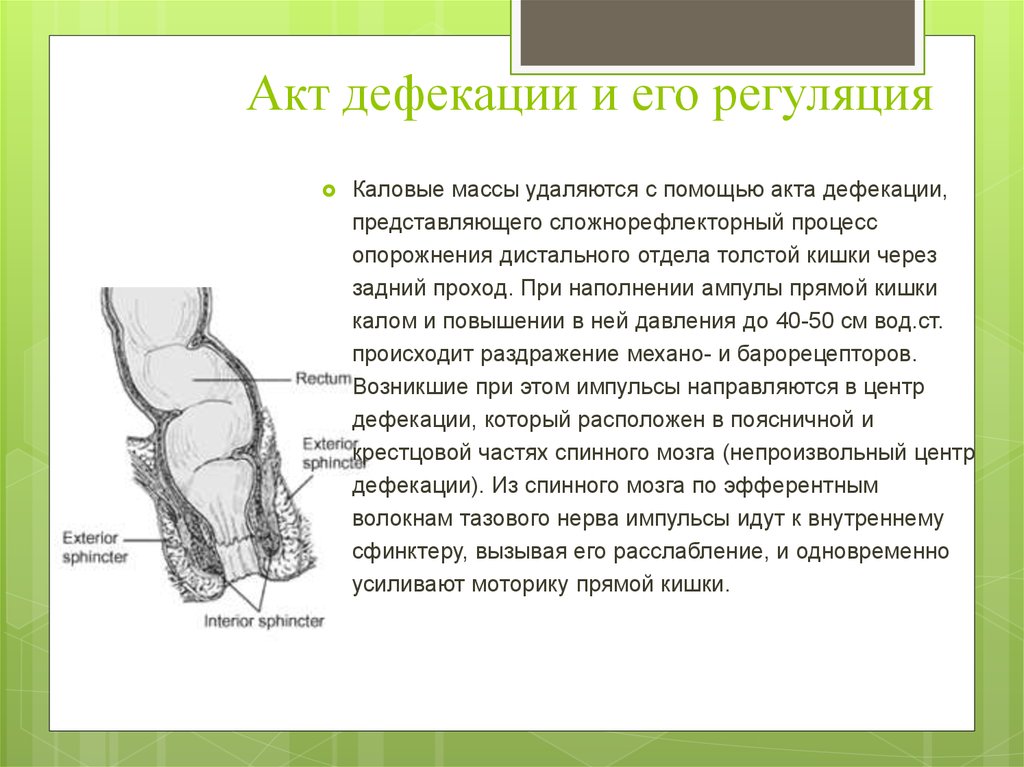 Схема акта дефекации