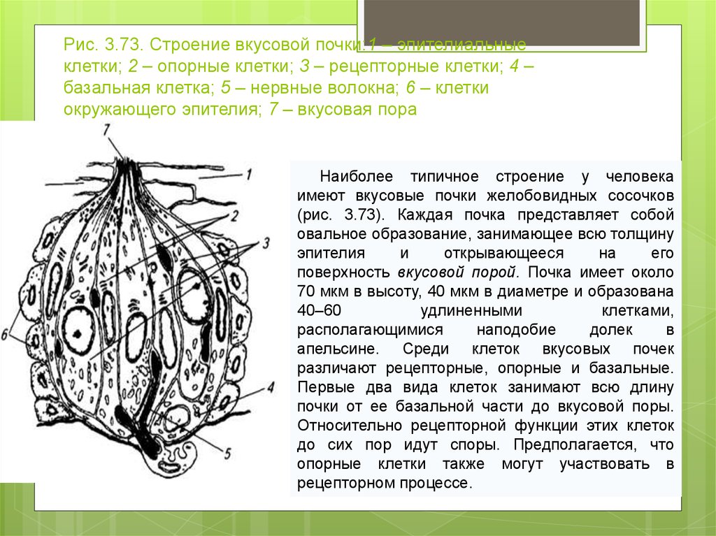 На рисунке представлена клетка характерная для. Происхождение клеток вкусовой луковицы. Клеточный состав вкусовой луковицы. Рецепторные клетки вкусовой почки. Гантелевидные клетки вкусовой почки.