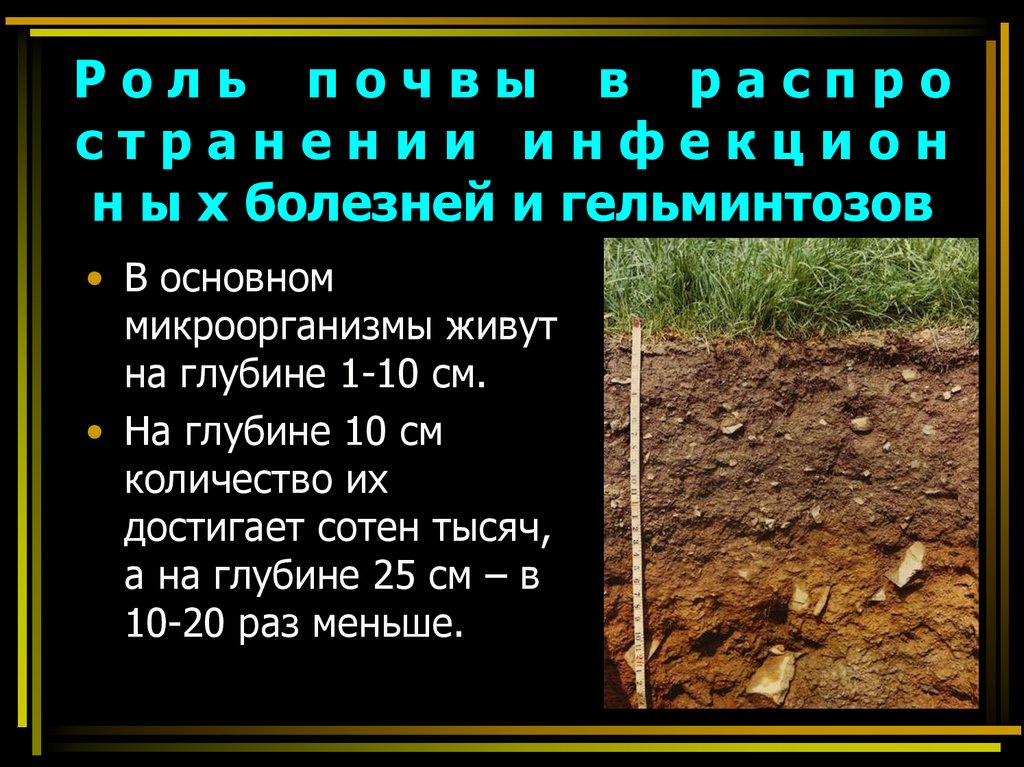 Р о л ь п о ч в ы в р а с п р о с т р а н е н и и и н ф е к ц и о н н ы х болезней и гельминтозов