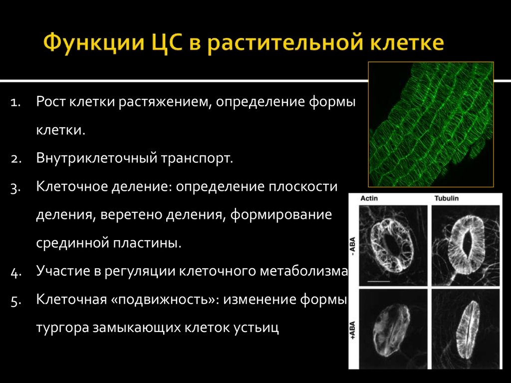 Функции растений