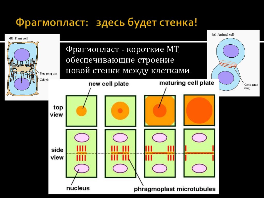 Особенность деления клетки растений. Фикопласт и фрагмопласт. Фрагмопласт в растительной клетке. Деление фрагмопласт. Деление растительной клетки.