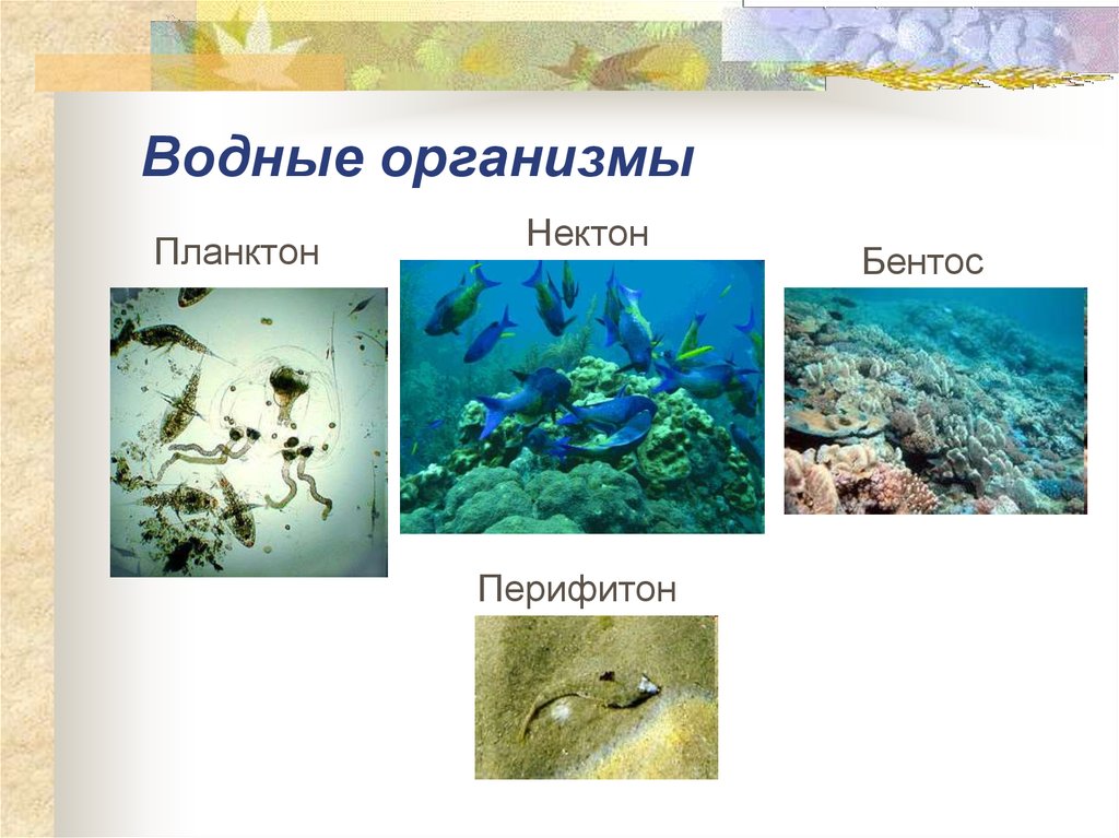 Что относится к планктону. Планктон Нектон бентос. Обитатели океана планктон Нектон бентос. Нектон бентос перифитон планктон. Плейстон Нейстон Нектон бентос планктон.