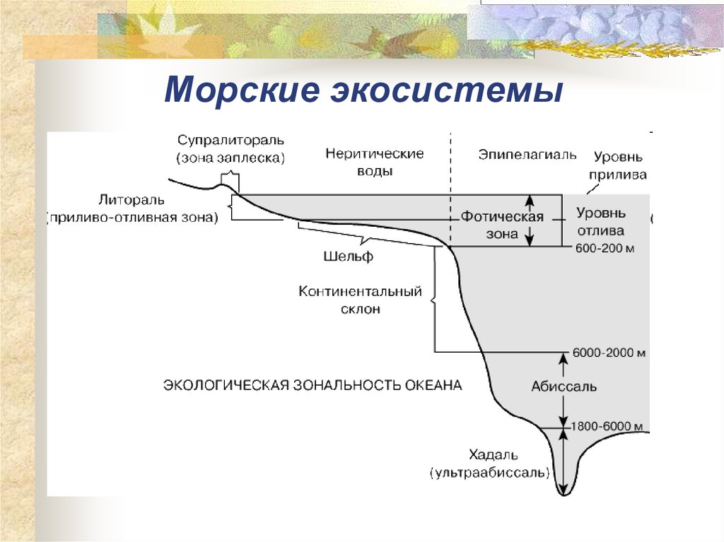 Схема глубинных зон океана распечатать