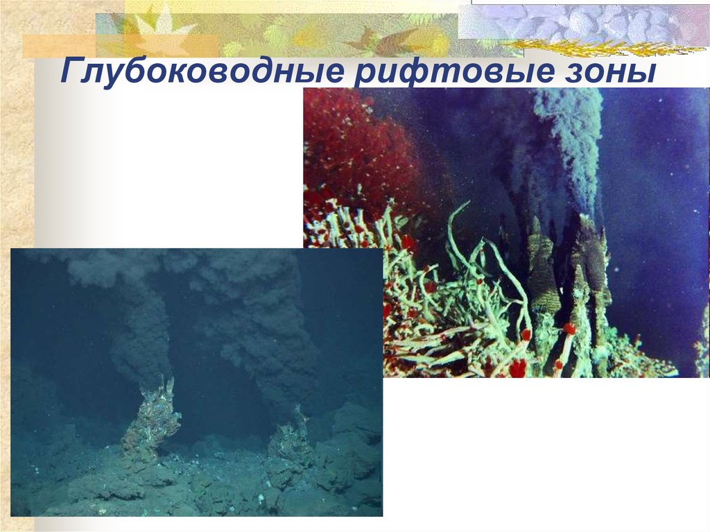 В глубоководных сообществах океана отсутствуют. Глубоководные рифтовые зоны. Глубоководные биоценозы. Глубоководные рифтовые зоны океана. Рифтовая экосистема.