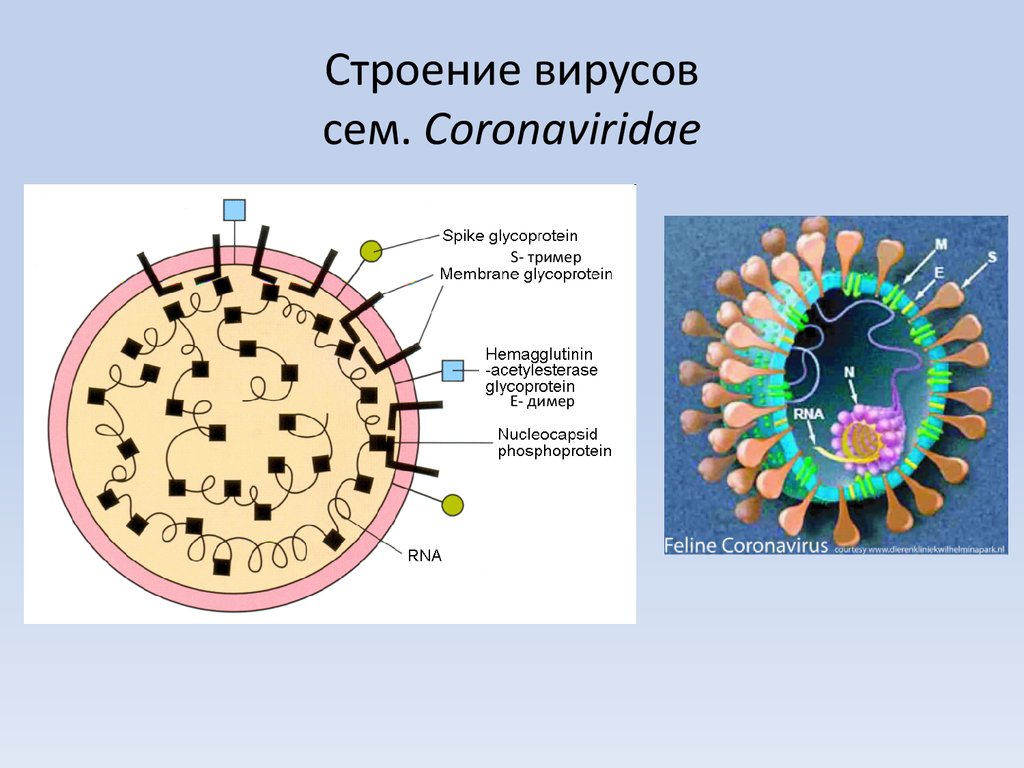 Вирус на сим карте