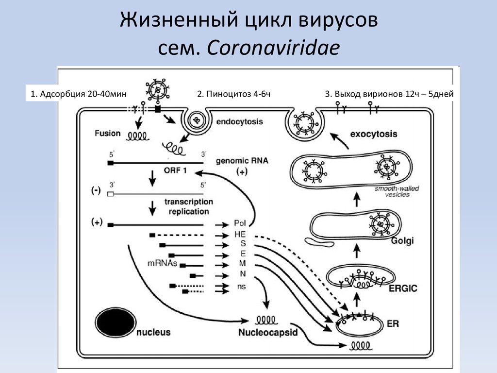 Схема жизненного цикла вируса