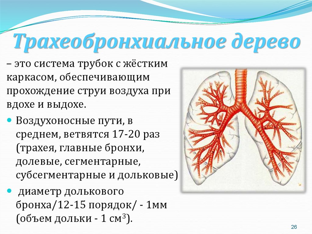 Функциональная анатомия дыхательной системы презентация