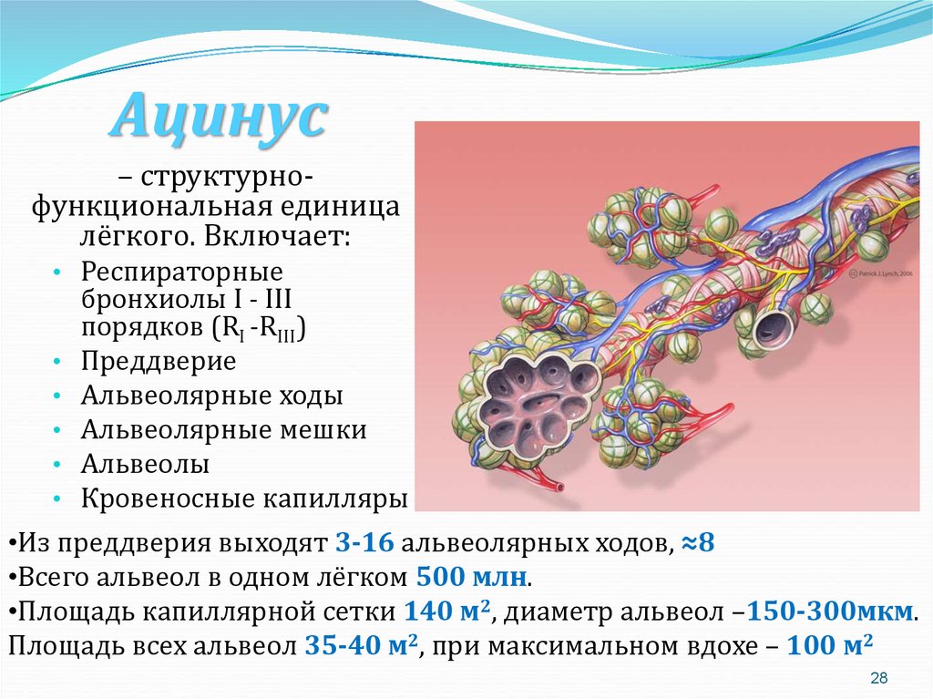 Альвеолярные пузырьки у млекопитающих находятся в. Схема строения ацинуса анатомия. Ацинус структурно функциональная единица легких. Ацинус строение и функции анатомия. Структуры легочного ацинуса.