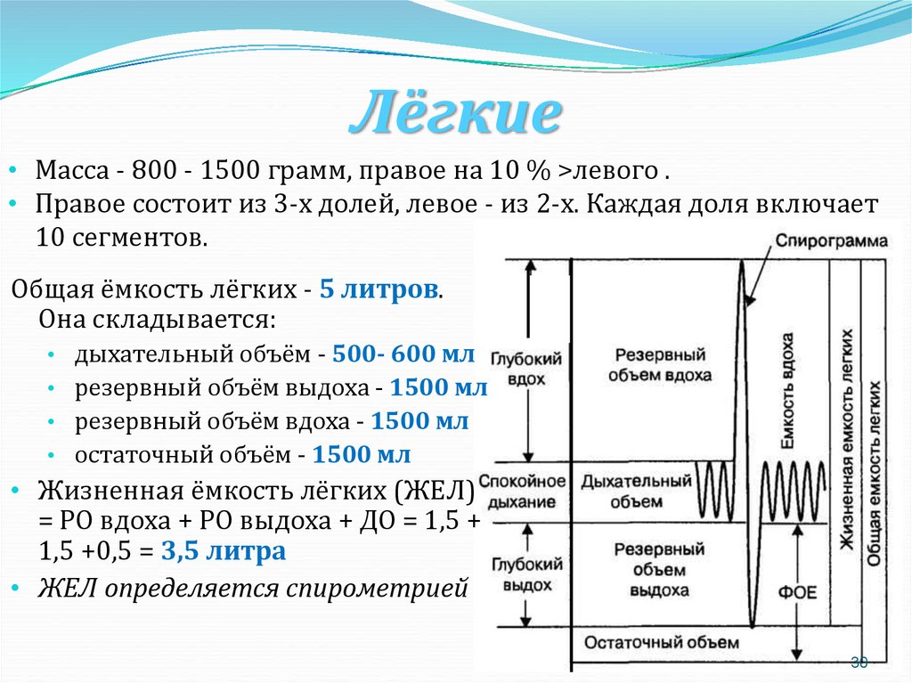 Рассмотрите рисунок с изображением функционального деления общей емкости легких как называется