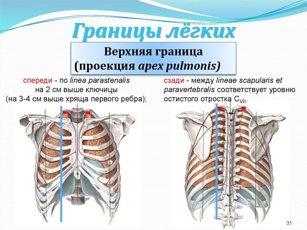 Передняя граница легких. Верхняя граница легких спереди находится. Скелетотопия нижней границы легких.