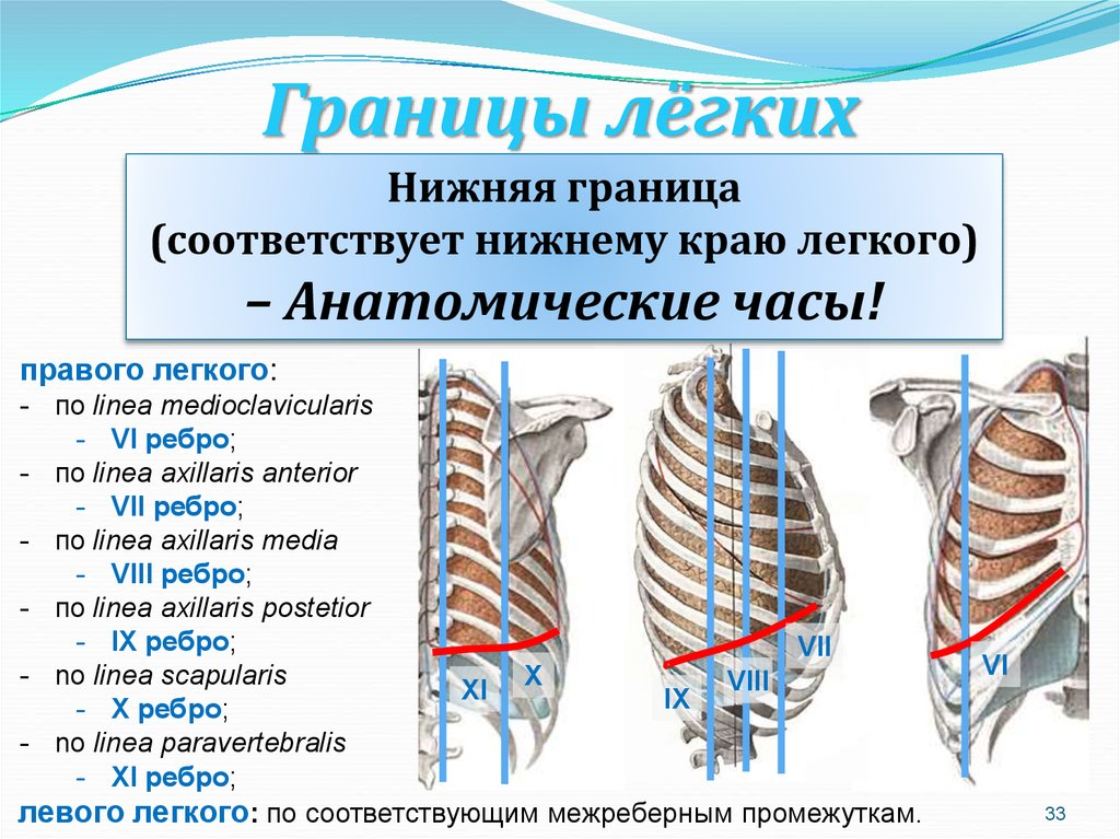 Края на верхней и нижней. Верхняя граница левого легкого. Легкие топография скелетотопия. Границы легких в норме анатомия.