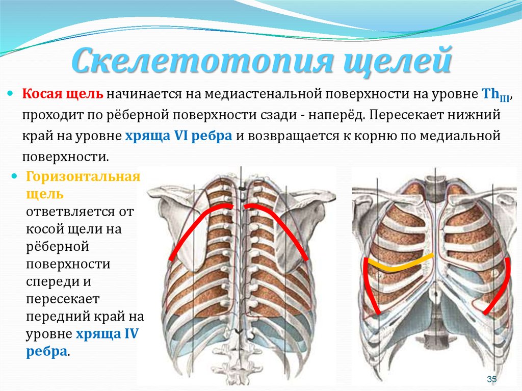 Передне нижний край. Скелетотопия дыхательной системы. Скелетотопия плевры лёгких. Топография легких скелетотопия. Топография печени скелетотопия.