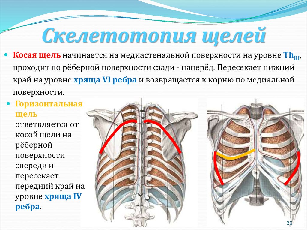 Границы легких. Топография легких скелетотопия. Скелетотопия плевры лёгких. Система верхних и нижних границ легких (скелетотопия. Скелетотопия сердца спереди и сзади.