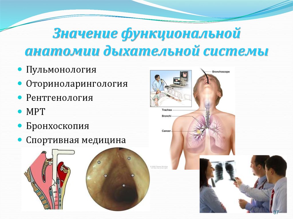 Функциональные возможности дыхательной системы как показатель здоровья презентация 8 класс колесов