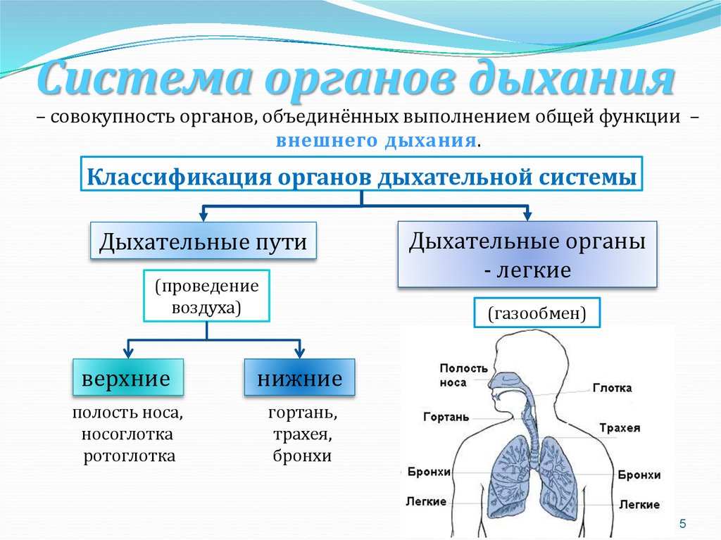 Основные функции дыхания. Основные отделы дыхательной системы и их функции. Общая схема строения дыхательной системы. Таблица функции орган орган строение органов дыхания. Строение и функции систем органов дыхательной системы.