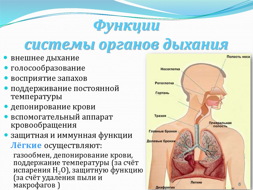 Вдох функции. Органы дыхания выполняемые функции. Орган системы строение функции органов дыхания. Дыхательная система ее строение и функции. Перечислить органы дыхания и их функции..
