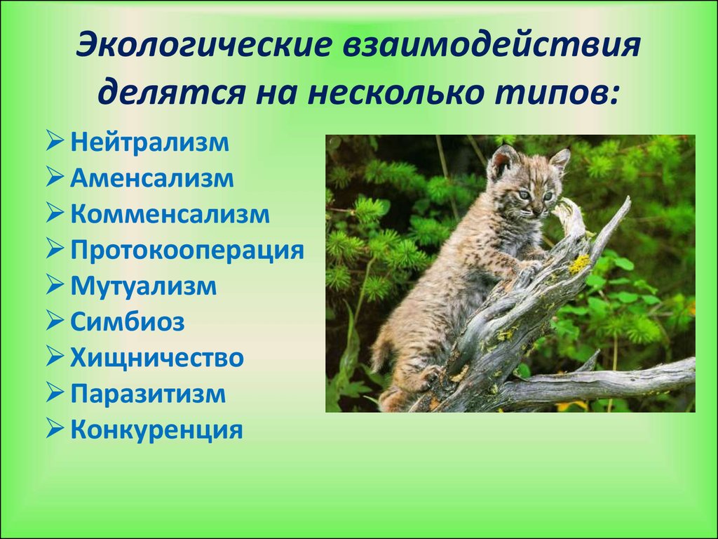 Природное взаимодействие. Экологические взаимодействия. Экологические взаимодействия организмов. Экологических взаимоотношений. Природные микробиоценозы, экологические связи..