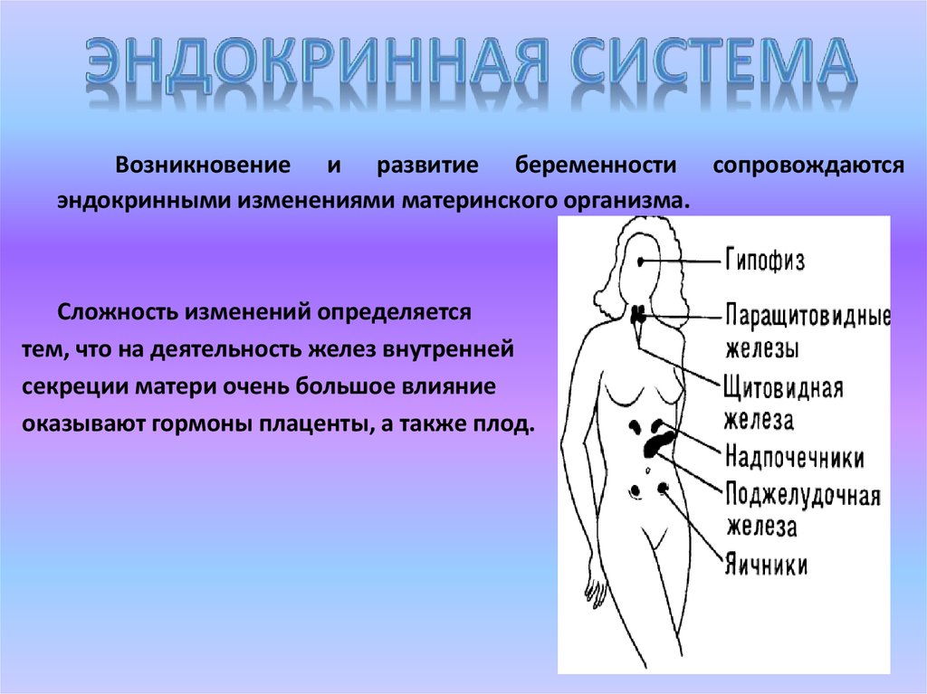 Изменения в организме при беременности. Эндокринная система при беременности. Эндокринная система беременной женщины. Изменения в эндокринной системе при беременности. Эндокринная система женщины.