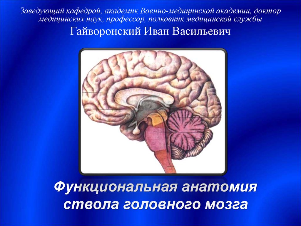 Ствол головного мозга презентация