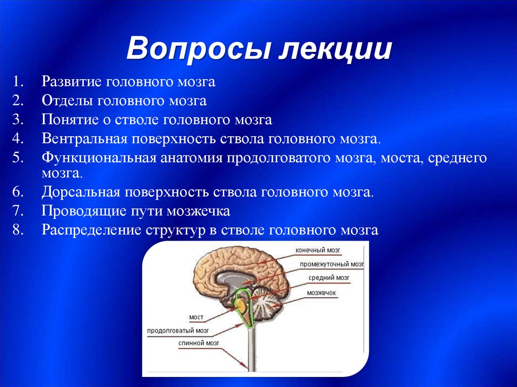 Самый маленький отдел головного мозга. Вентральное строение ствола мозга. Отделы головного мозга продолговатый мозг анатомия. Строение ствола мозга дорсально. Ствол головного мозга дорзальная поверхность.
