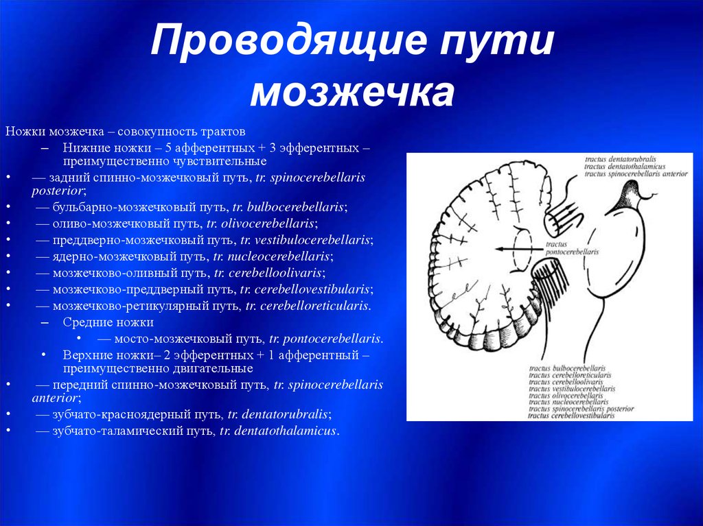 Проводящий через. Проводящие пути мозжечка таблица. Проводящие пути нижних ножек мозжечка. Эфферентные проводники мозжечка. Афферентные пути мозжечка схема.