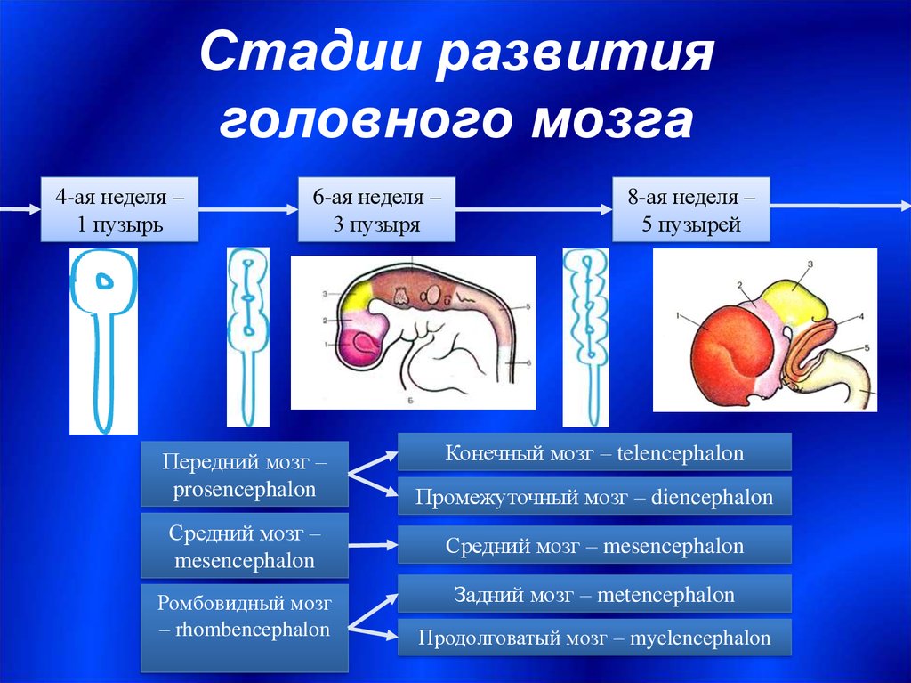 Эмбриогенез мозга человека. Этапы развития отделов головного мозга. Стадии развития отделов головного мозга. Эмбриональное развитие головного мозга. Эмбриогенез головного мозга.