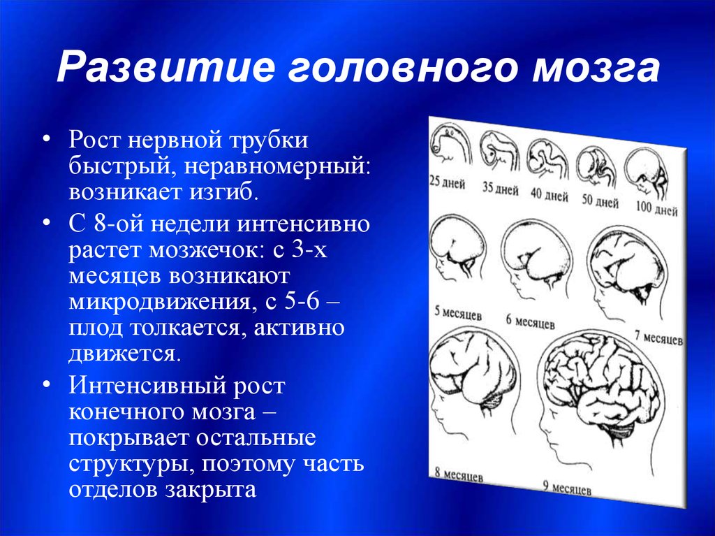 Возрастные изменения мозга. Развитие головного мозга. Стадии формирования мозга. Этапы развития головного мозга человека. Этапы эволюции головного мозга.