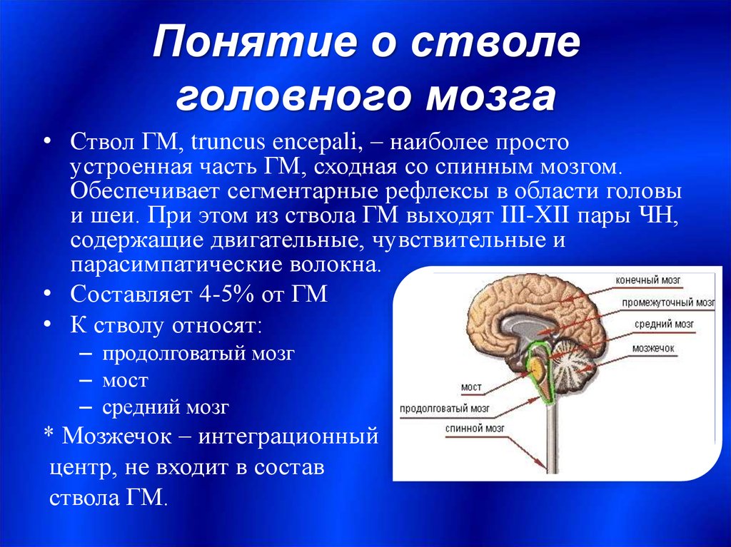 Перечислите отделы ствола головного мозга. Строение и функции стволовой части головного мозга. Головной мозг анатомия ствол мозга. Общая характеристика стволовой части мозга.. Ствол мозга составные части характеристика.