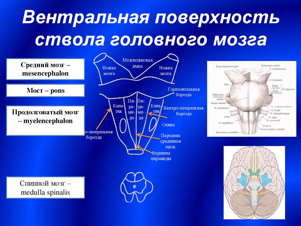 Вентральный и дорсальный. Ствол мозга анатомия. Вентральная поверхность продолговатого мозга. Продолговатый мозг анатомия дорсальная поверхность.