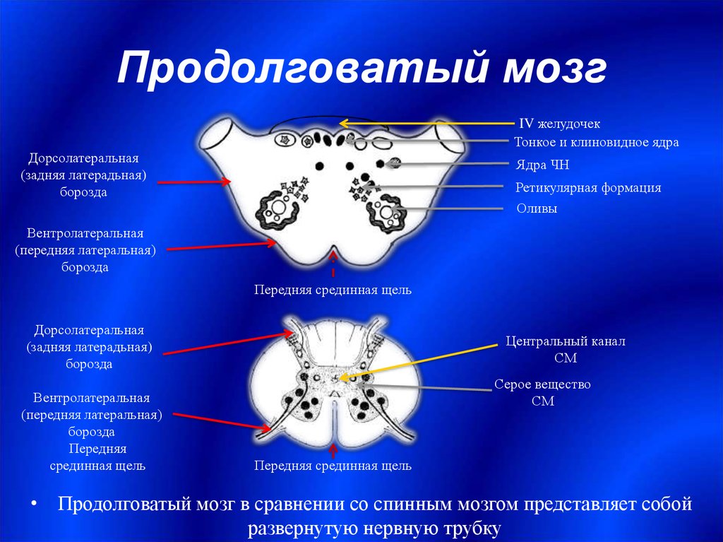 Ядра продолговатого мозга. Ядра продолговатого мозга схема. Ядра серого вещества продолговатого мозга. Строение белого вещества продолговатого мозга. Продолговатый мозг ядра и проводящие пути.