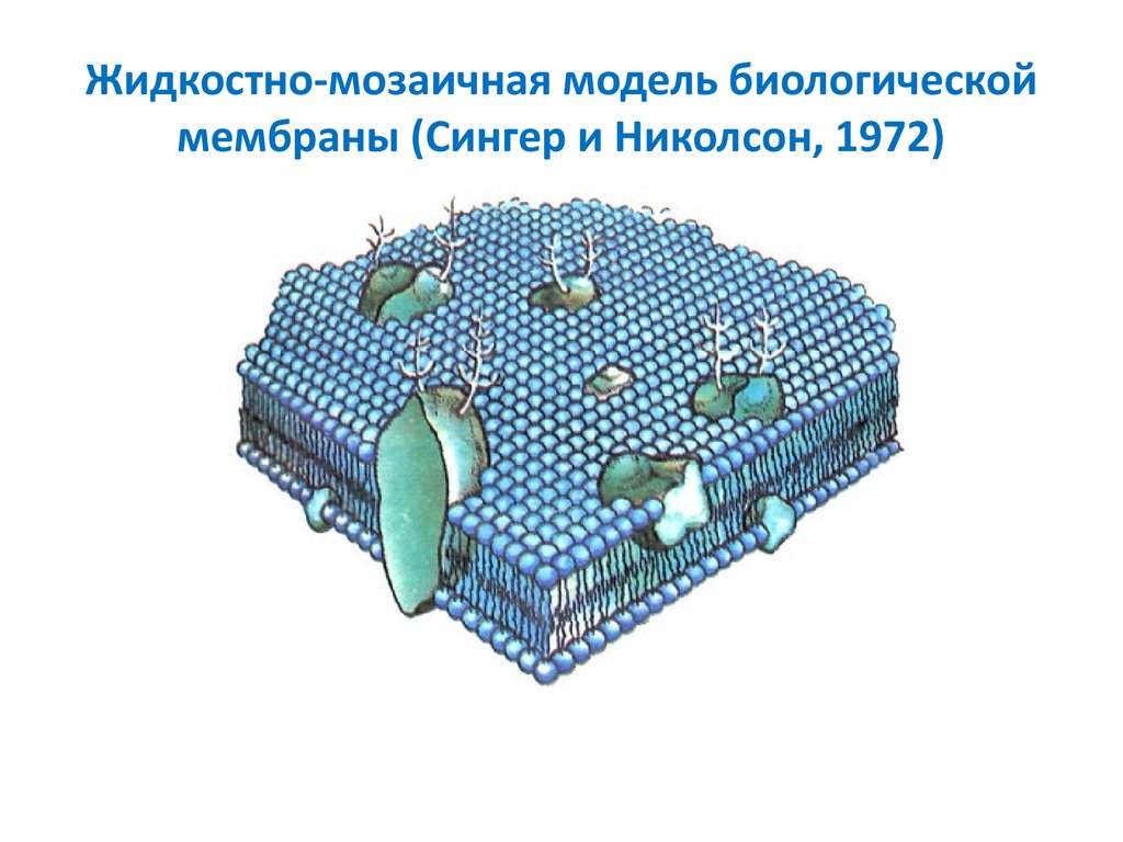 Модель мембраны клетки. Жидкостно-мозаичная модель мембраны Сингера-Николсона. Сингер и Николсон жидкостно мозаичная модель. Мозаичная модель мембраны 1972. Модель мембраны Сингера Николсона.