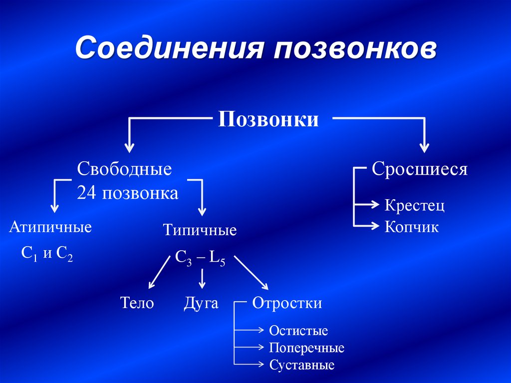 Анатомия соединения. Соединения типичных позвонков. Позвоночные соединения классификация. Соединения сросшихся позвонков. Соединения атипичных позвонков.