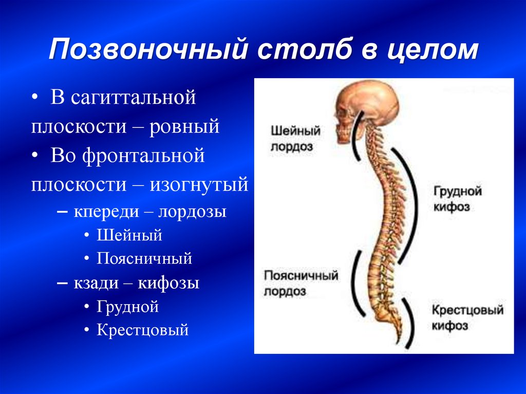 В целом. Лордозы и кифозы позвоночника анатомия. Изгибы позвоночника лордоз и кифоз. Позвоночник отделы лордоз кифоз. Позвоночник человека с лордозами и кифозами анатомия.