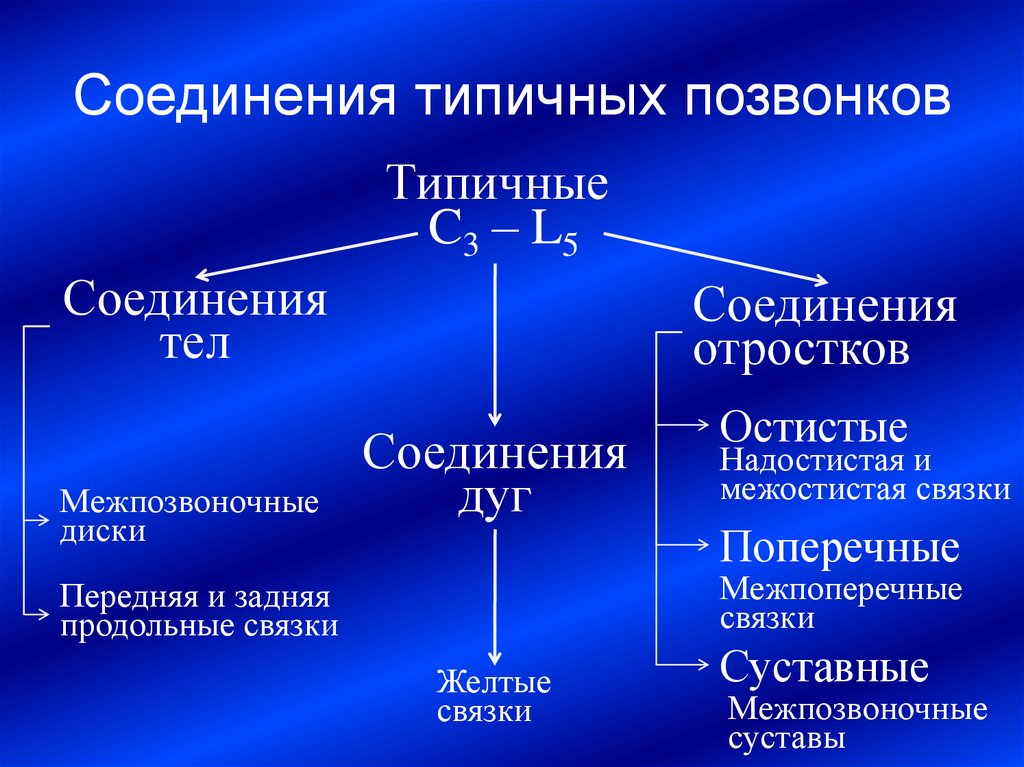 Соединительный тело. Соединения типичных позвонков. Соединения костей туловища и головы. Типичные соединения. Соединение отростков.