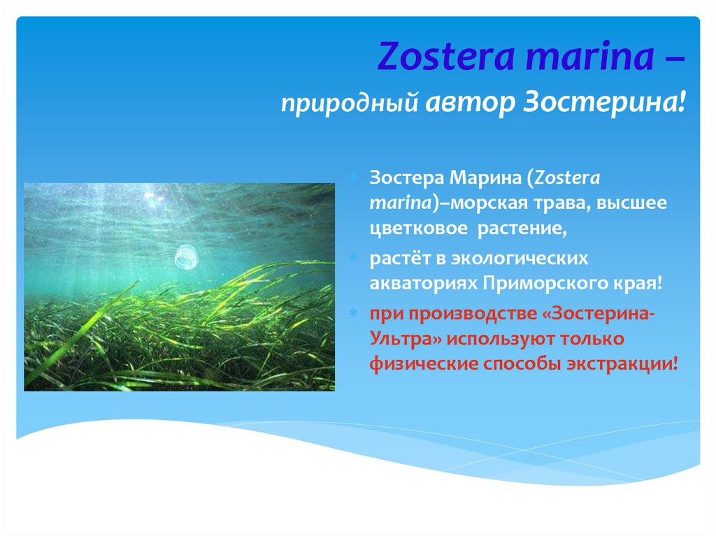 Зостера цена. Зостера взморник. Зостера морская водоросль. Зостера малая (Zostera noltii).