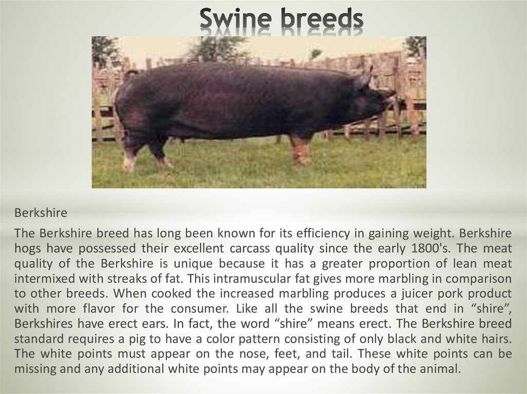 Swine breeds