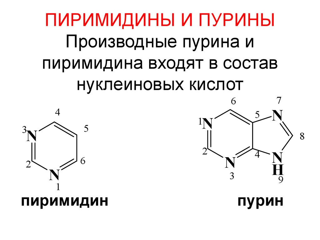 Система пурина