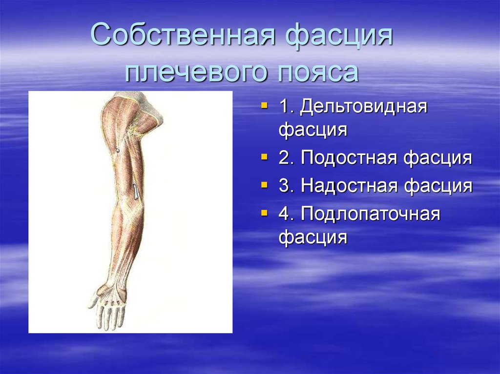 Перегородки предплечья. Фасции верхней конечности анатомия. Фасции плеча их анатомия топография функции. Подостная мышца верхних конечностей. Фасции пояса верхней конечности.